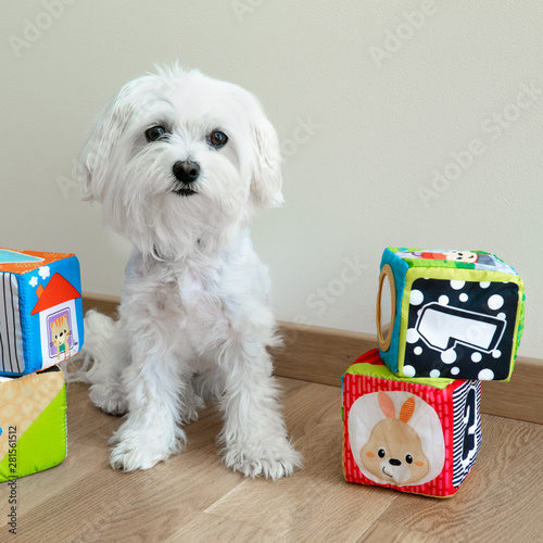 Maltese 