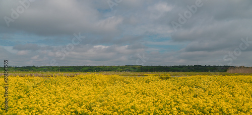 yellow field of oilseed rape and blue sky