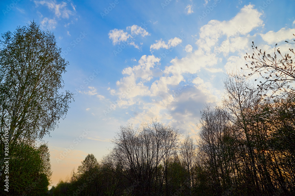 Tree branches against the blue sky with white clouds on a sunny day Tree branches against the blue sky with white clouds on a sunny day