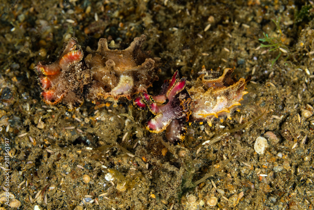 Flamboyant Cuttlefish, Metasepia pfefferi, is a species of cuttlefish occurring in tropical Indo-Pacific waters off northern Australia, southern New Guinea, the Philippines, Indonesia and Malaysia. Flamboyant Cuttlefish, Metasepia pfefferi, is a species of cuttlefish occurring in tropical Indo-Pacific waters off northern Australia, southern New Guinea, the Philippines, Indonesia and Malaysia.