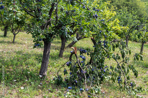 Aged plum tree collapsed because too many plum fruits on it.