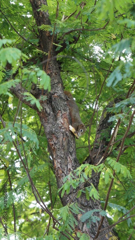 The little squirrel eats bread on the tree.