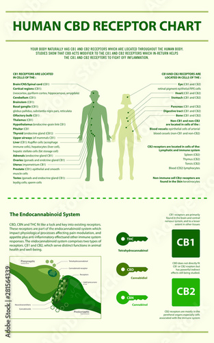 Human CBD Receptor Chart - Endocannabinoid System vertical infographic illustration about cannabis as herbal alternative medicine and chemical therapy, healthcare and medical science vector.