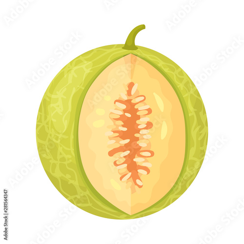 Round green melon with a deep cut. Vector illustration on white background.