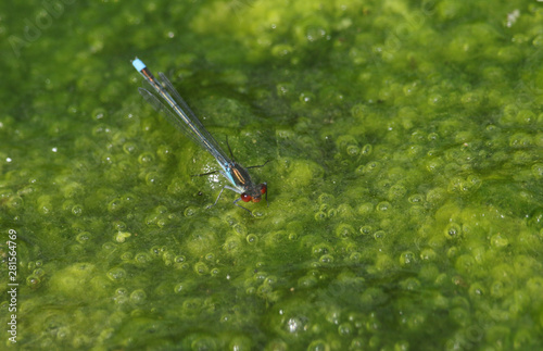 A stunning male Red-eyed Damselfly, Erythromma najas, perching on blanket weed floating on the surface of a lake	 photo