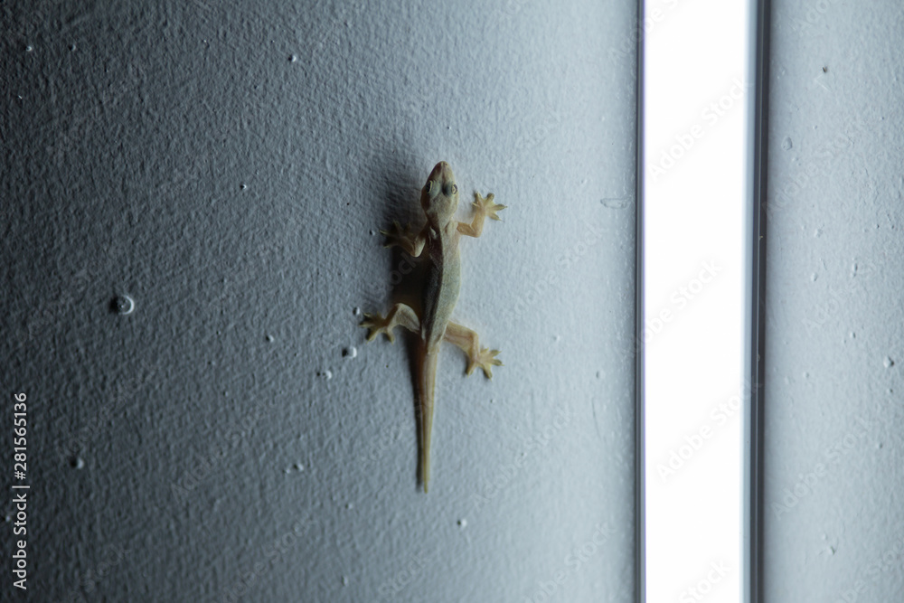 Gekkos at night near light source