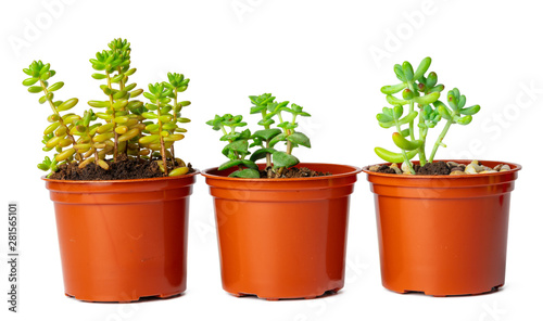 Pots with succulent plants isolated on white background