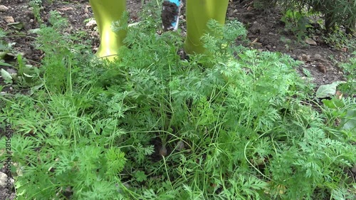 Picking carrots in small organic farm. Home vegetable garden