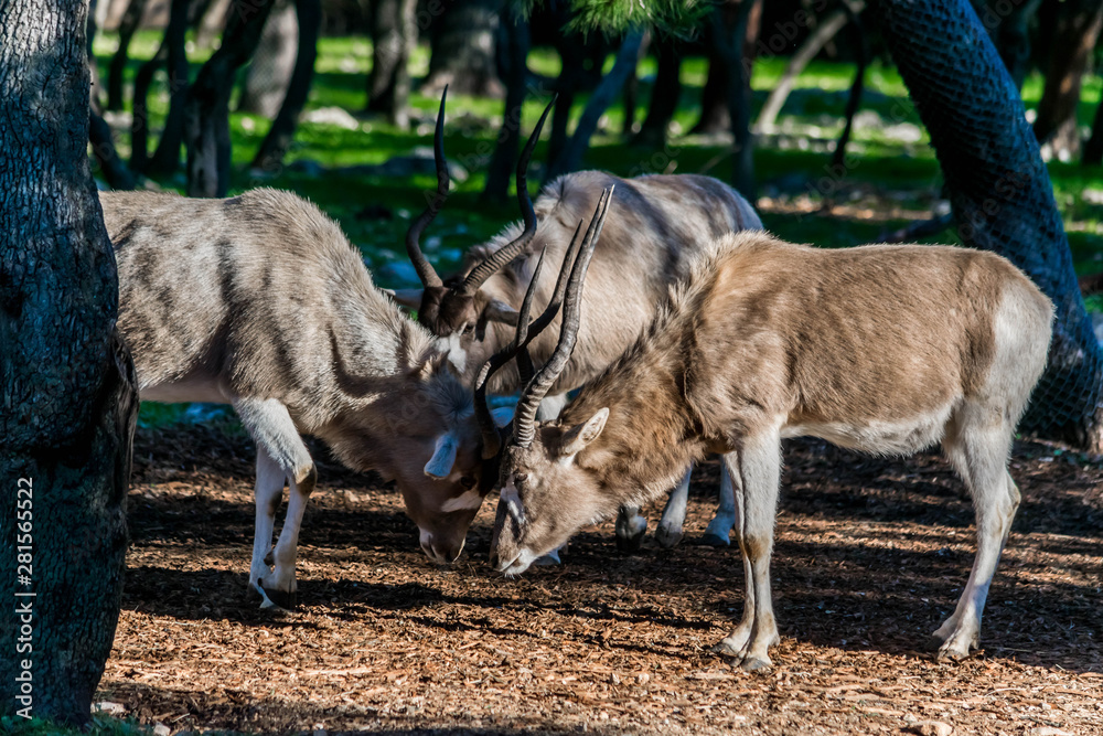 Addax