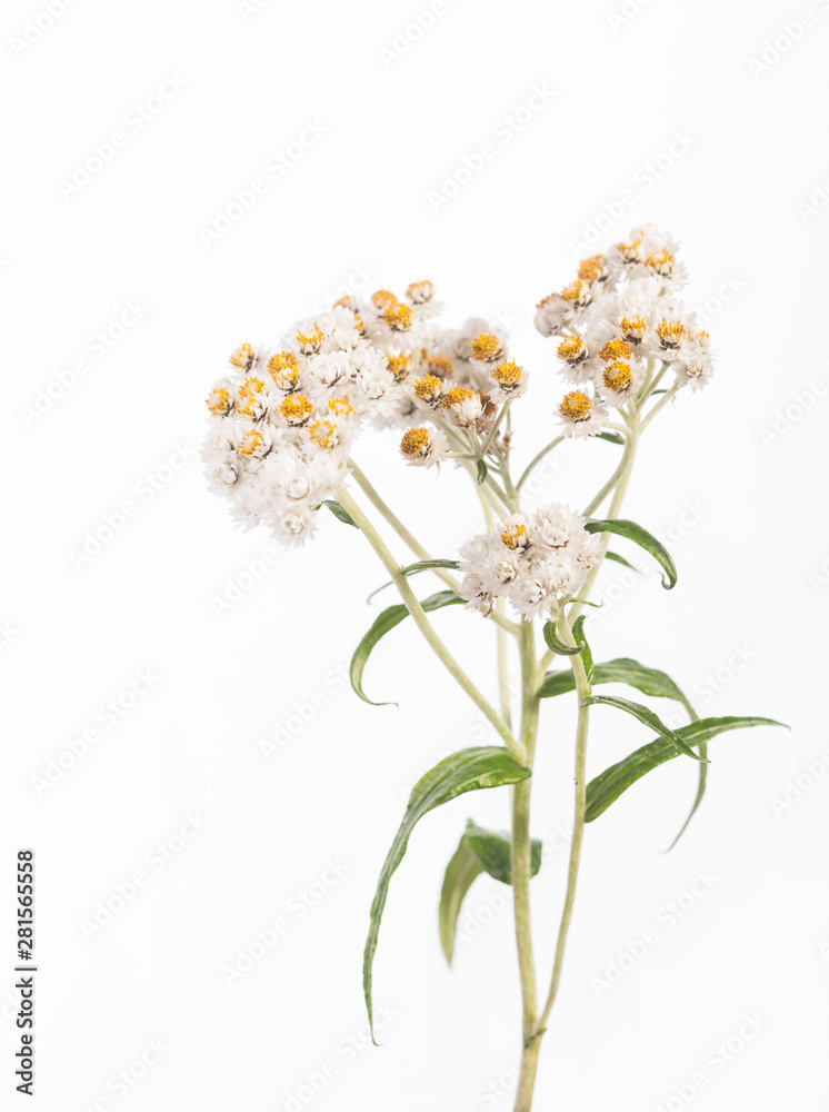 Isolated Pearly Everlasting