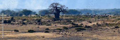 Baobab tree and cattle 5  Ngorongoro