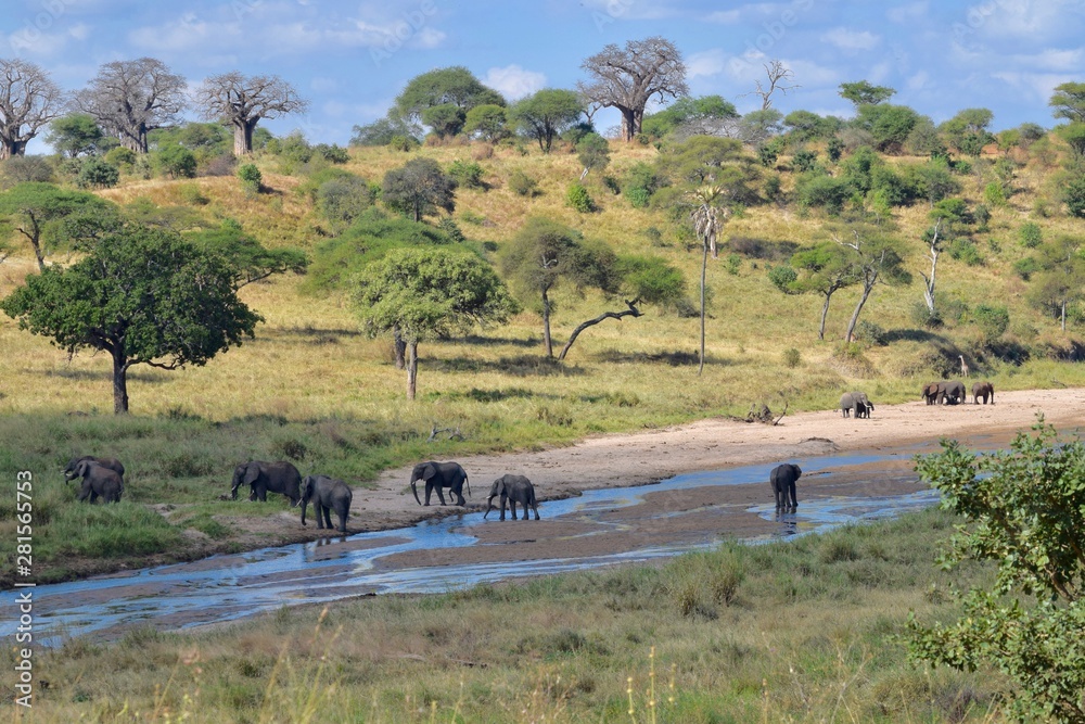 Fototapeta premium Elephant herd in river, Tarangire