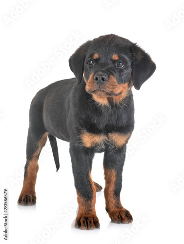 puppy rottweiler in studio