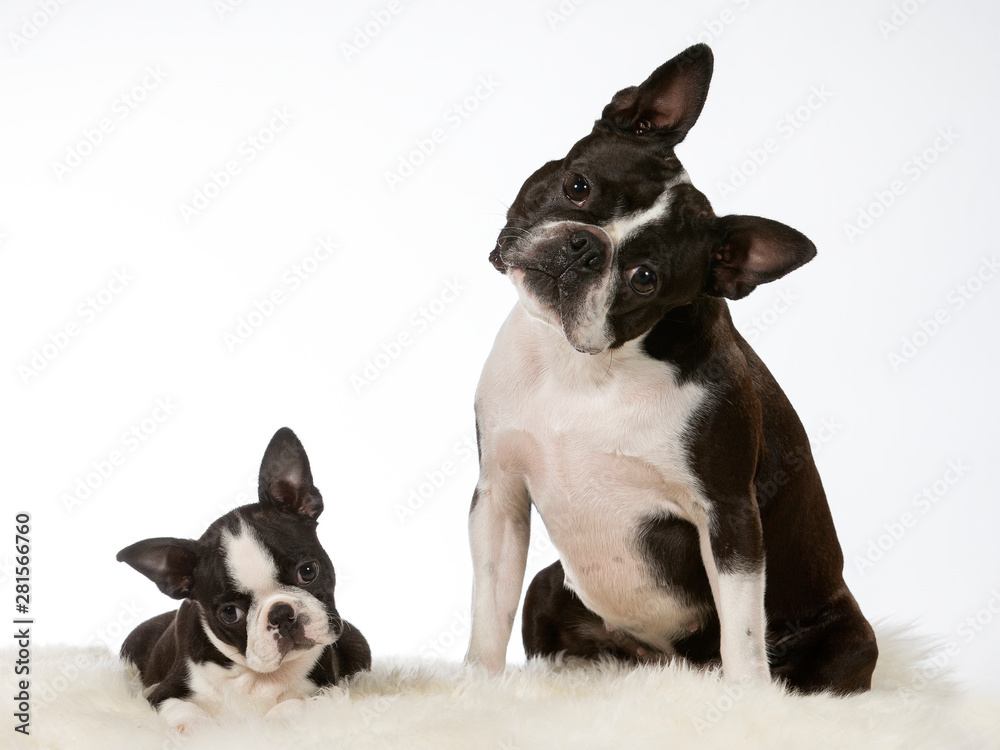 why do boston terriers tilt their heads