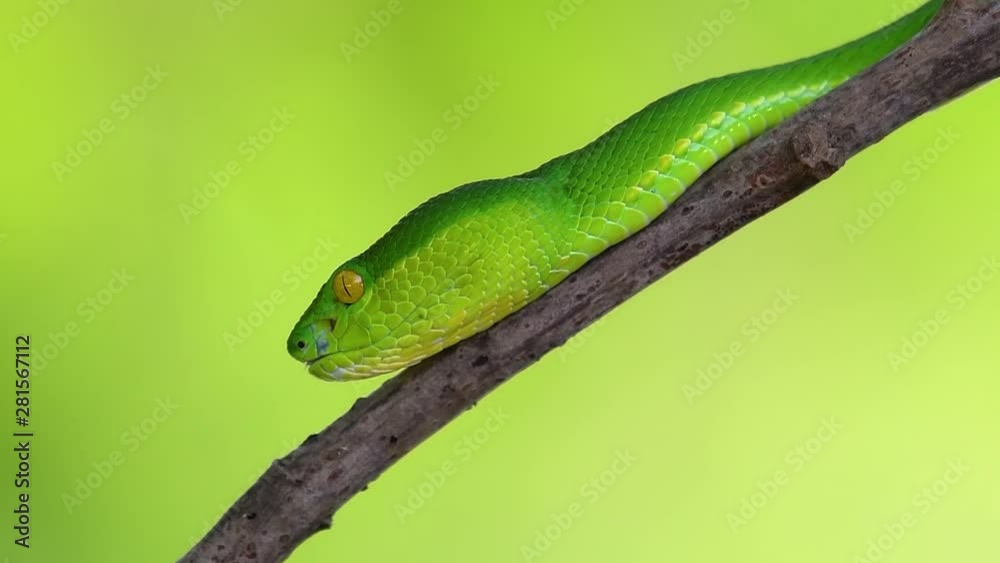The White-lipped Pit Viper is a venomous pit viper endemic to Southeast Asia and is often found during the night waiting on a branch or limb of a tree near a body of water with plenty of food items. The White-lipped Pit Viper is a venomous pit viper endemic to Southeast Asia and is often found during the night waiting on a branch or limb of a tree near a body of water with plenty of food items.