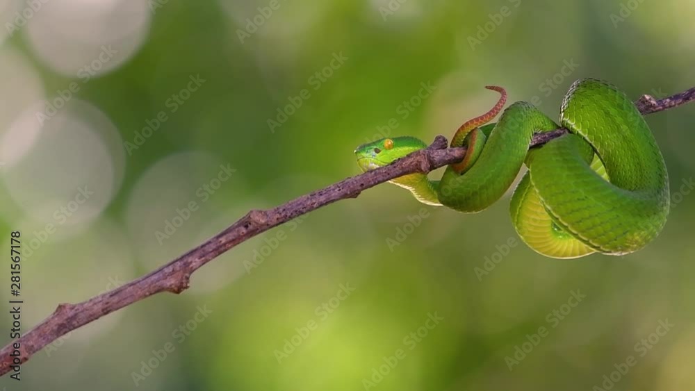 The White-lipped Pit Viper is a venomous pit viper endemic to Southeast Asia and is often found during the night waiting on a branch or limb of a tree near a body of water with plenty of food items. The White-lipped Pit Viper is a venomous pit viper endemic to Southeast Asia and is often found during the night waiting on a branch or limb of a tree near a body of water with plenty of food items.
