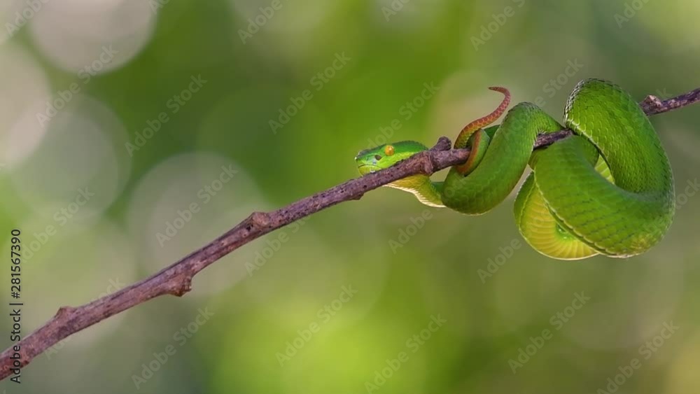 The White-lipped Pit Viper is a venomous pit viper endemic to Southeast Asia and is often found during the night waiting on a branch or limb of a tree near a body of water with plenty of food items. The White-lipped Pit Viper is a venomous pit viper endemic to Southeast Asia and is often found during the night waiting on a branch or limb of a tree near a body of water with plenty of food items.