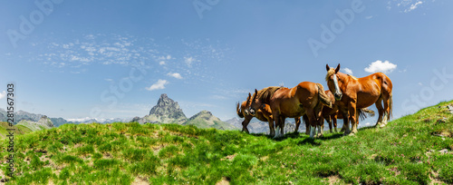 Pferde in den  Pyrenäen im Sommer Nationalpark