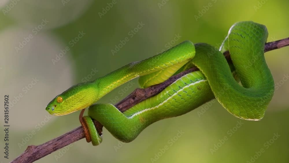 The White-lipped Pit Viper is a venomous pit viper endemic to Southeast Asia and is often found during the night waiting on a branch or limb of a tree near a body of water with plenty of food items. The White-lipped Pit Viper is a venomous pit viper endemic to Southeast Asia and is often found during the night waiting on a branch or limb of a tree near a body of water with plenty of food items.