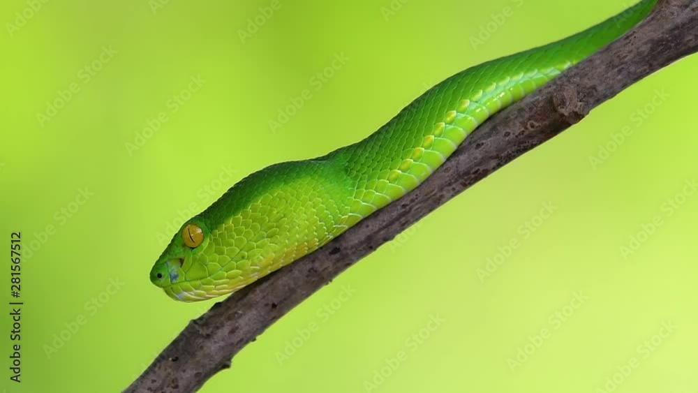 The White-lipped Pit Viper is a venomous pit viper endemic to Southeast Asia and is often found during the night waiting on a branch or limb of a tree near a body of water with plenty of food items. The White-lipped Pit Viper is a venomous pit viper endemic to Southeast Asia and is often found during the night waiting on a branch or limb of a tree near a body of water with plenty of food items.