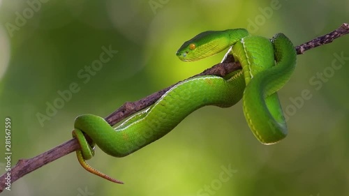 The White-lipped Pit Viper is a venomous pit viper endemic to Southeast Asia and is often found during the night waiting on a branch or limb of a tree near a body of water with plenty of food items.
