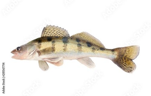 Live zander or pikeperch isolated on white background