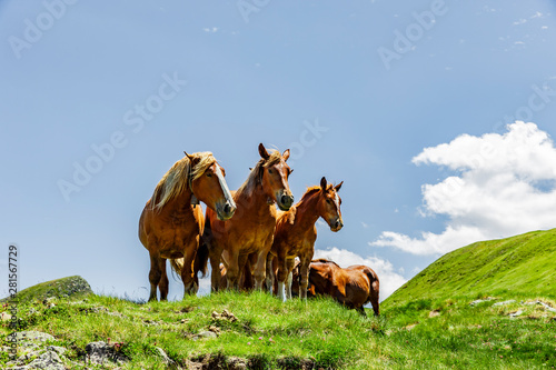 Pferde in den Pyrenäen im Sommer Nationalpark