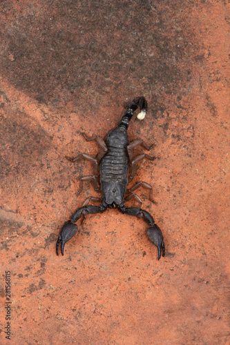 Heterometrus  Heterometrus xanthopus  Scorpions  Bapdev Ghat  Wildlife of Saswad  Maharashtra