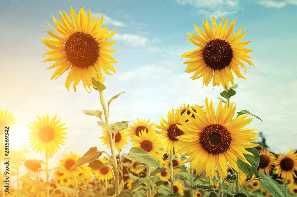 Fototapeta premium Sunflowers on sky background in sunset time
