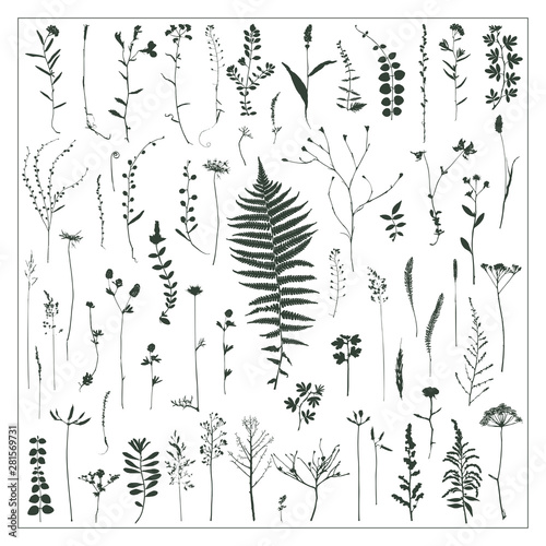 Vector silhouettes collection. Set of field flowers and herbs.