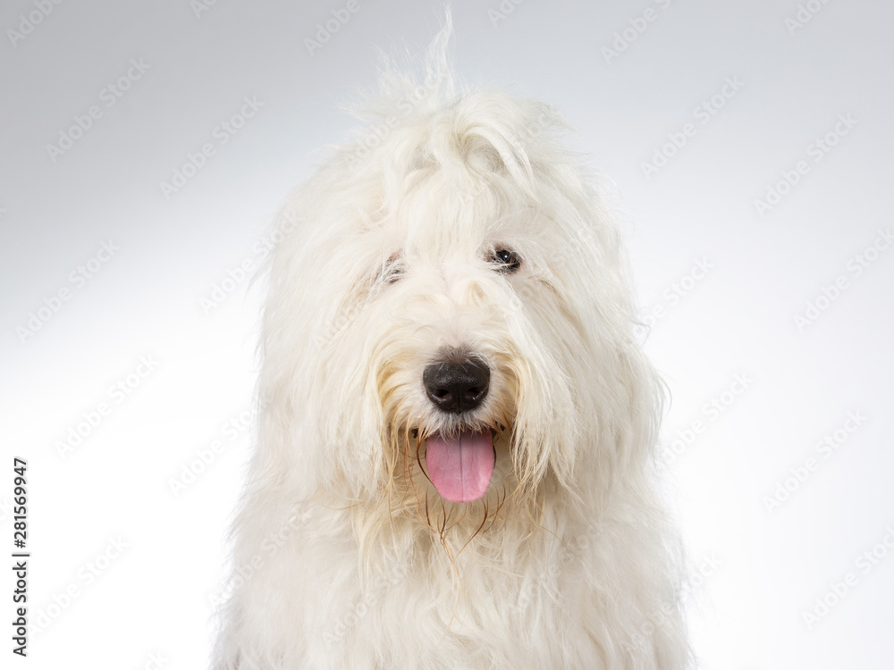 Old English Sheepdog portrait. Image taken in a studio with white background.