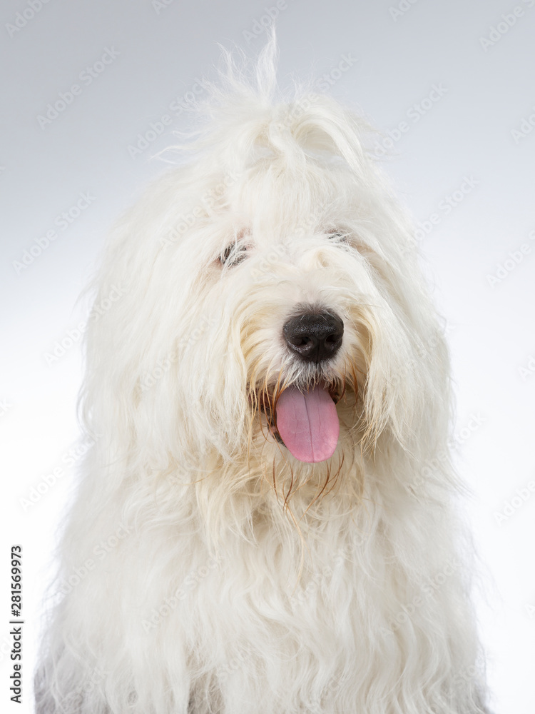 Old English Sheepdog portrait. Image taken in a studio with white background.