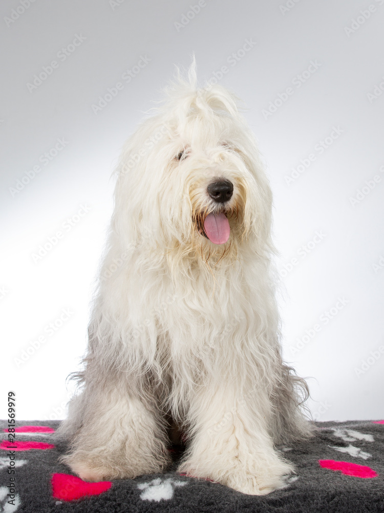 Old English Sheepdog portrait. Image taken in a studio with white background.
