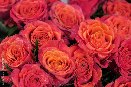 Floral business concept. Floristic studio  salon and store. Fresh scarlet roses with water drops for sale in flower shop  closeup view. Moisturizing fresh flowers for long-term storage.