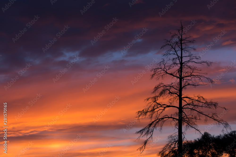 Lonely tree against the sunset sky