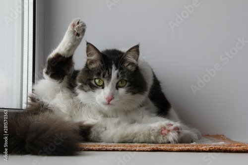 Fluffy gray-white cat cleans his hair on a white windowsill. The cat raised a paw and looks us in the eye. White background.