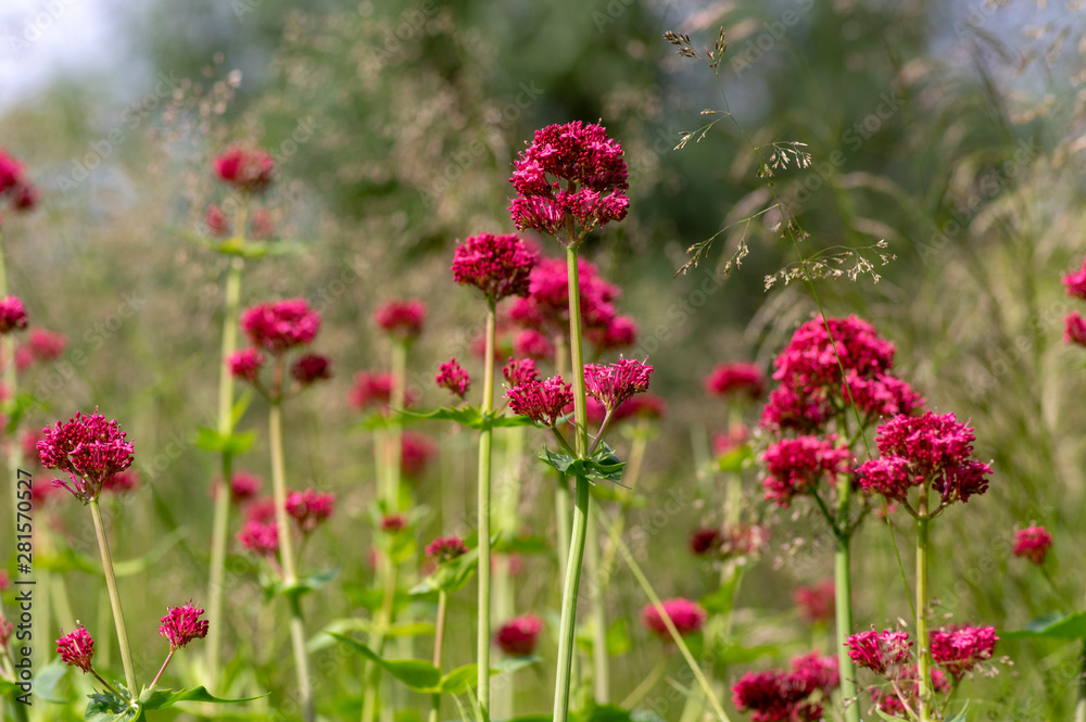 Centranthus ruber flowering plant, bright red pink flowers in bloom, green stem and leaves, ornamental flower