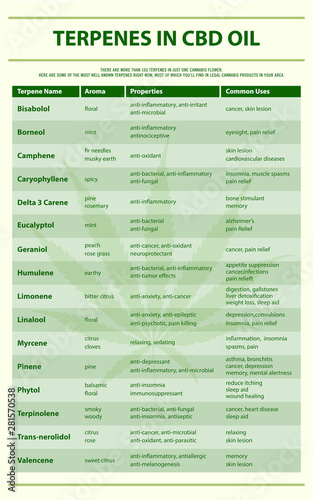 Terpenes in CBD Oil vertical infographic illustration about cannabis as herbal alternative medicine and chemical therapy, healthcare and medical science vector.