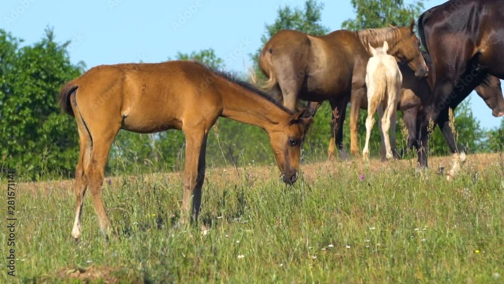 Cute akhal-teke foal grazing with herd Cute akhal-teke foal grazing with herd
