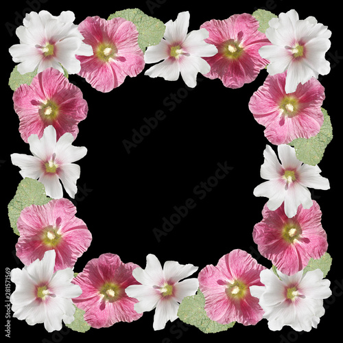 Beautiful floral pattern of white and pink mallow. Isolated