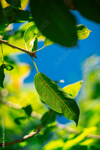 Closeup of a beautiful leaves © Rob D