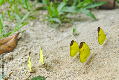 Five grass yellow butterflies Eurema spp. are standing together on the sandy ground in forest