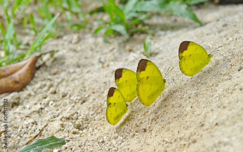 Four grass yellow butterflies Eurema spp. are standing together on the sandy ground in forest