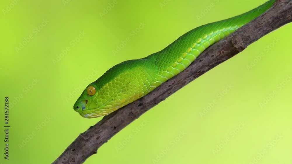 The White-lipped Pit Viper is a venomous pit viper endemic to Southeast Asia and is often found during the night waiting on a branch or limb of a tree near a body of water with plenty of food items. The White-lipped Pit Viper is a venomous pit viper endemic to Southeast Asia and is often found during the night waiting on a branch or limb of a tree near a body of water with plenty of food items.