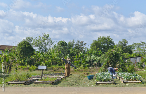 Backyard garden of organic vegetables under sunlight in summer