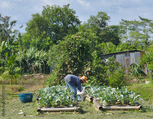 Backyard garden of organic vegetables under sunlight in summer