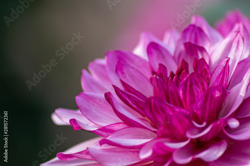 Chrysantheme   Dahlie in voller Bl  te im Sommer mit sch  nem Farbverlauf von violett zu wei   versch  nert den heimischen Garten und bezaubert M  tter am Muttertag