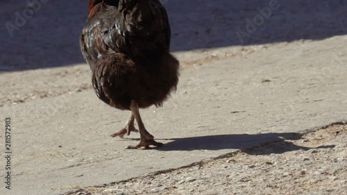 Paws of a chicken closeup
