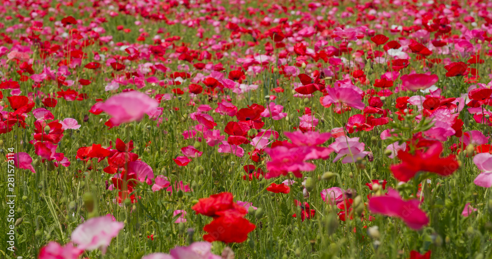 Beautiful Poppy flower garden park Beautiful Poppy flower garden park