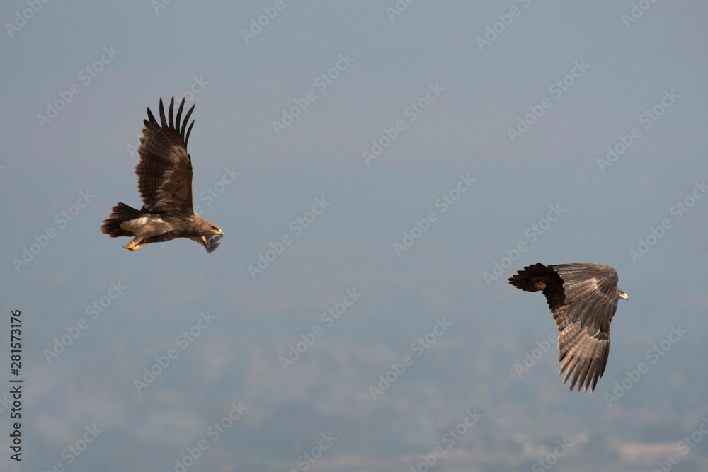 Obraz premium Steppe eagle, Aquila nipalensis, wildlife of Saswad, Maharashtra